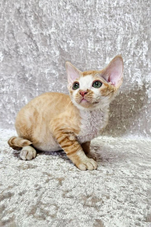 Cream-colored Devon Rex kitten with big eyes and striped legs, perfect for cuddles