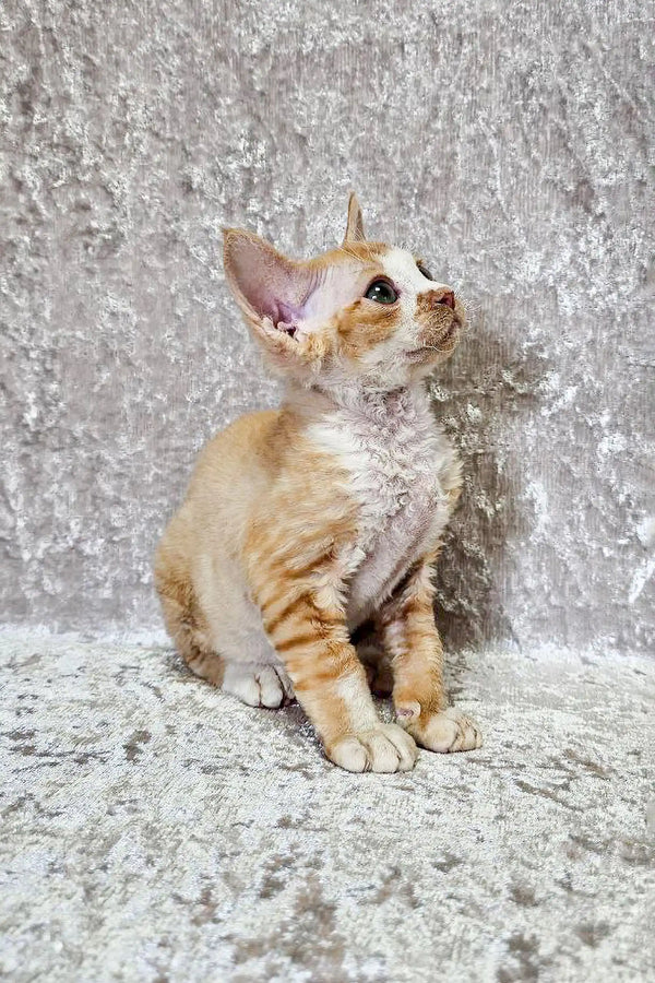 Adorable Devon Rex kitten Oscar looking up with curiosity and charm