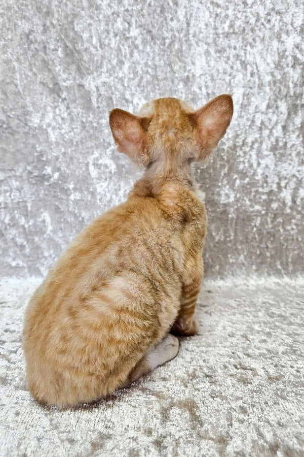 Ginger Devon Rex kitten sitting proudly with back to the camera for Oscar product