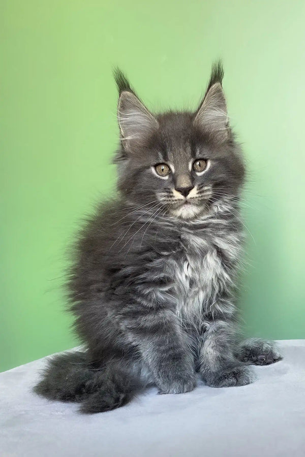 Oscar | maine coon kitten
