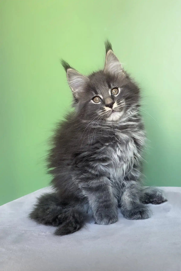 Oscar | maine coon kitten
