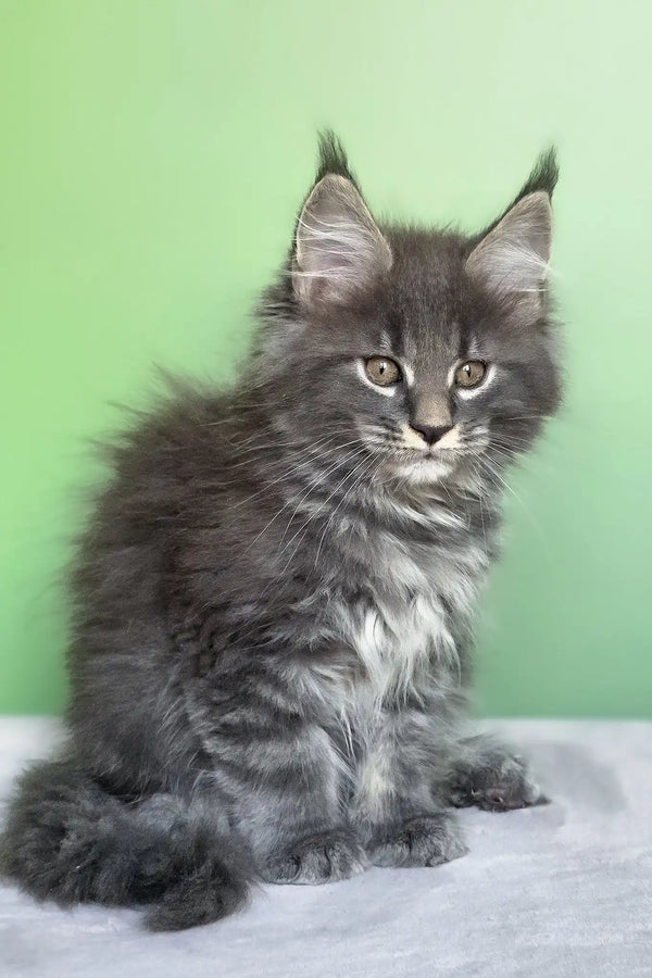 Oscar | maine coon kitten