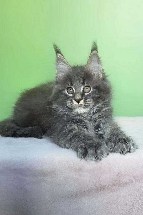 Oscar | maine coon kitten