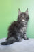 Oscar | maine coon kitten