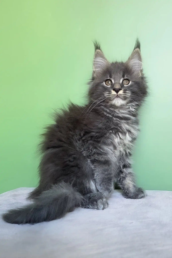 Oscar | maine coon kitten