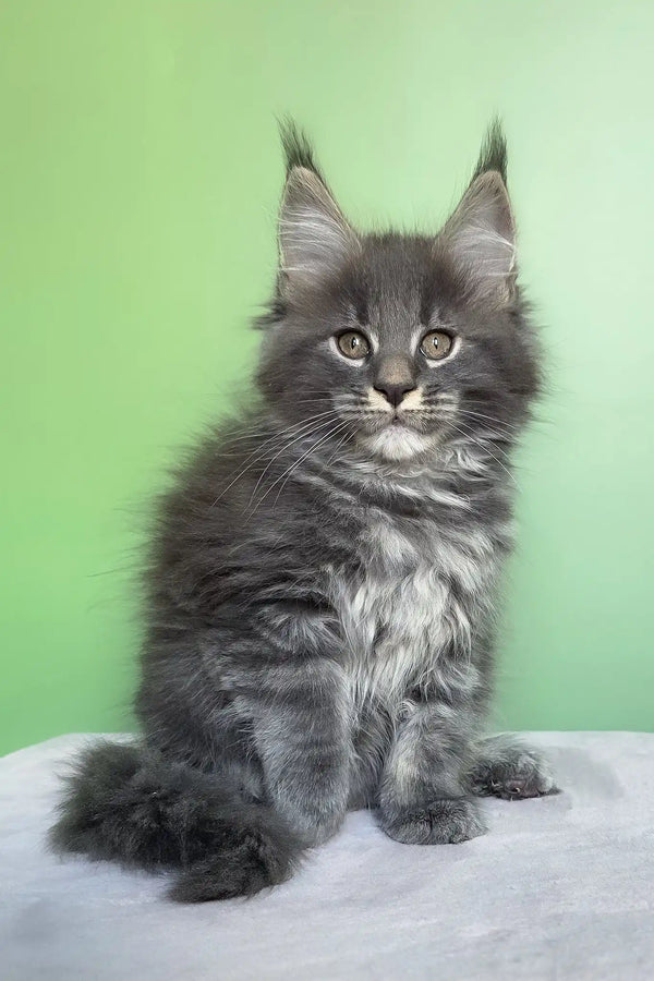 Oscar | maine coon kitten