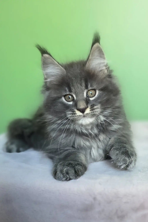 Oscar | maine coon kitten