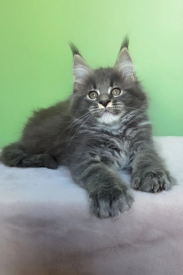 Oscar | maine coon kitten