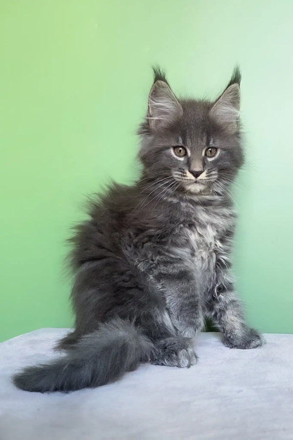 Oscar | maine coon kitten
