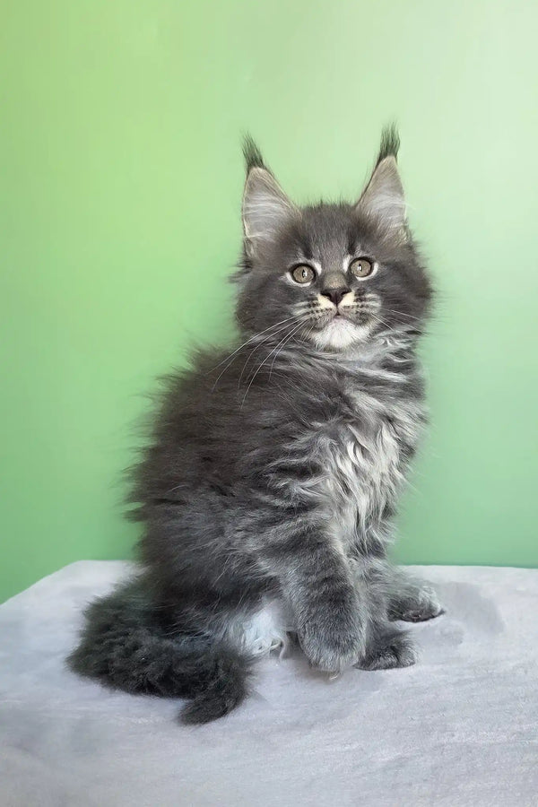 Oscar | maine coon kitten