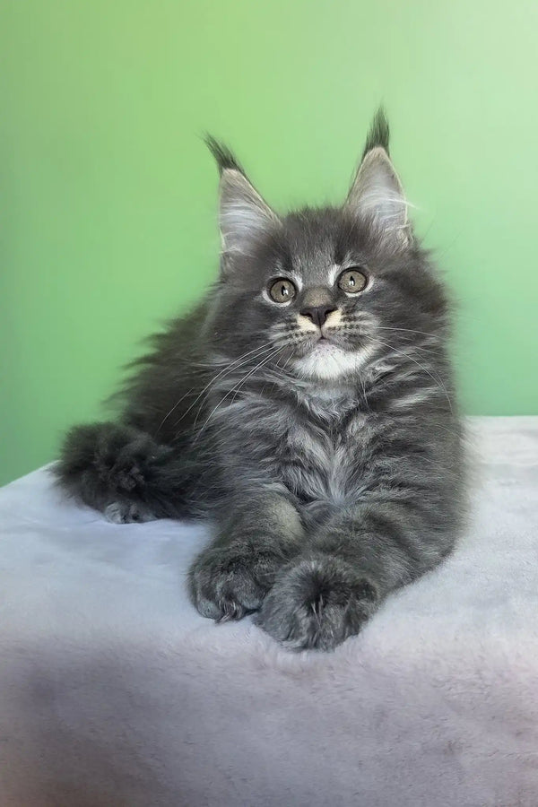 Oscar | maine coon kitten