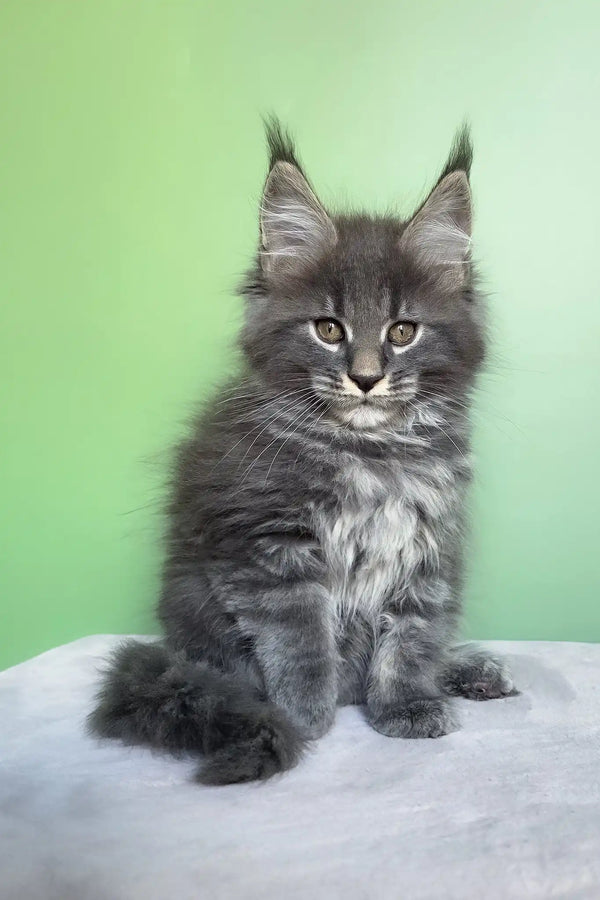 Oscar | maine coon kitten