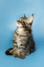 Fluffy Maine Coon kitten sitting upright and looking up, perfect for cat lovers