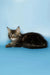 Adorable Maine Coon kitten with fluffy fur and ear tufts, relaxing cutely