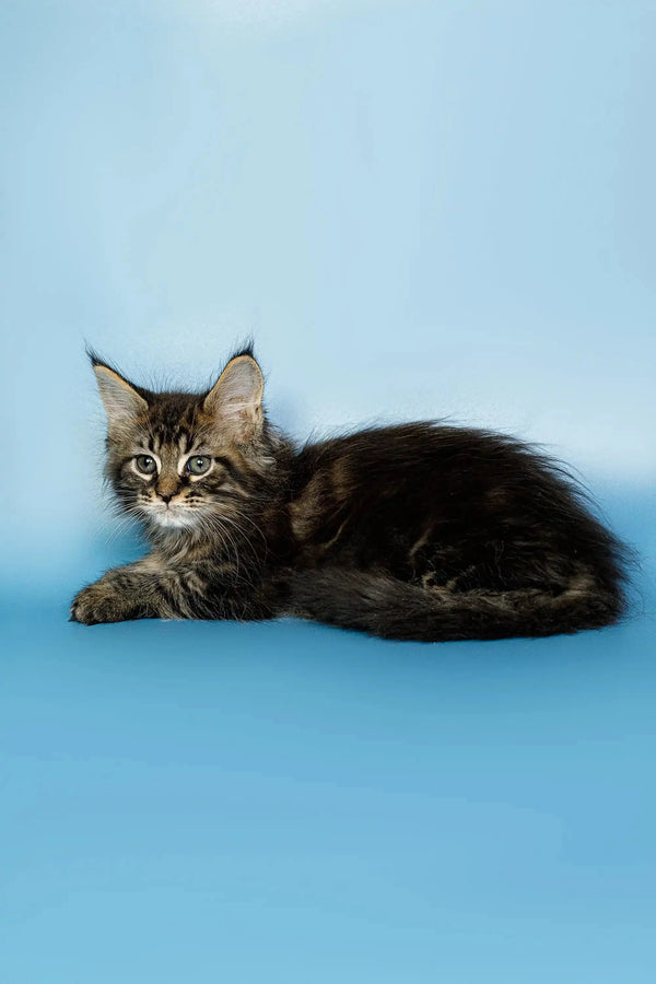 Adorable Maine Coon kitten with fluffy fur and ear tufts, relaxing cutely