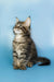 Tabby Maine Coon kitten with ear tufts sitting upright, perfect for loving homes