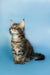 Fluffy Maine Coon kitten with ear tufts sitting upright, perfect for cat lovers