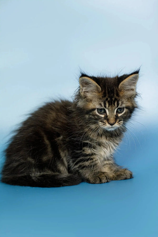 Fluffy Maine Coon kitten named Oscar with long fur and curious expression