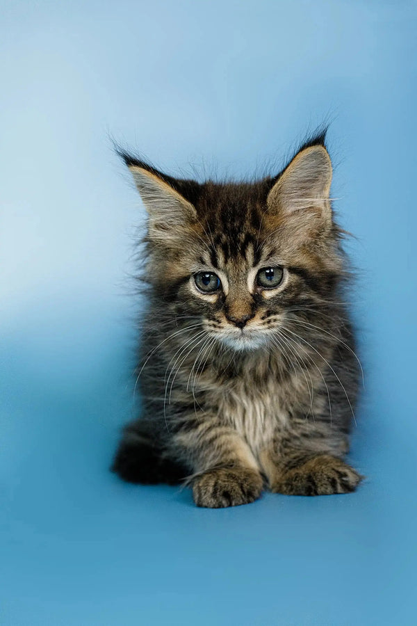 Fluffy Maine Coon kitten Oscar with large ears and an alert expression