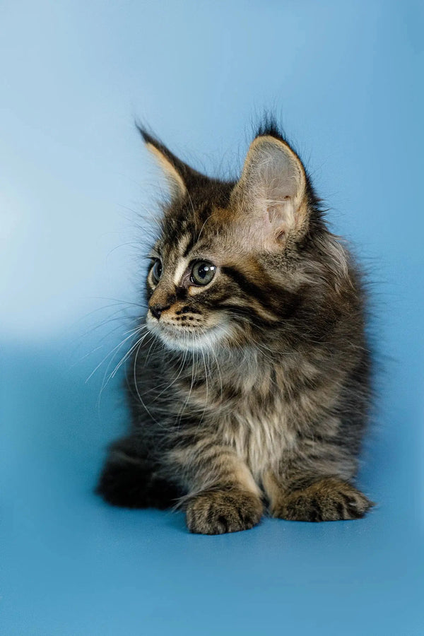 Fluffy Maine Coon kitten with pointed ears and an alert expression