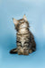 Fluffy Maine Coon kitten sitting upright with an alert expression, adorable and curious