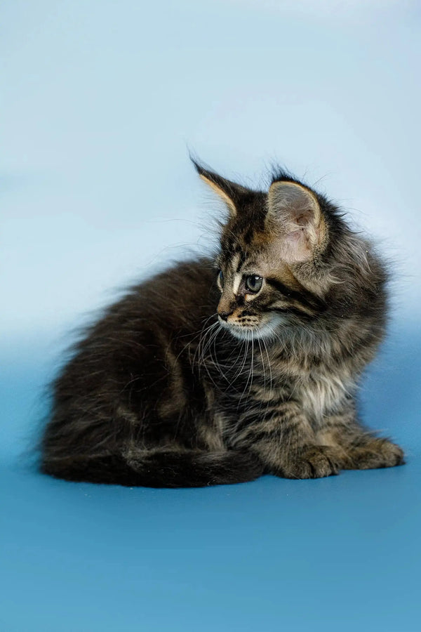 Fluffy Maine Coon kitten with pointed ears and an alert expression ready to play