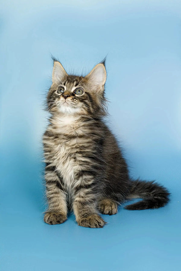 Fluffy Maine Coon kitten named Oscar with big ears and an alert look