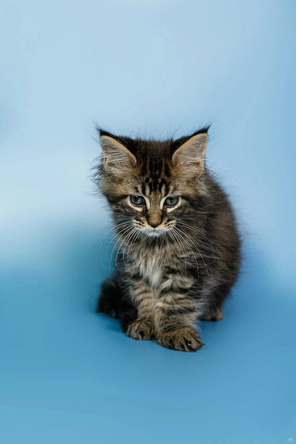 Fluffy Maine Coon kitten Oscar with long fur and an alert expression