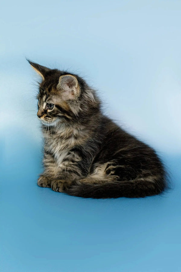 Fluffy Maine Coon kitten Oscar sitting alert and adorable, ready for fun