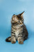 Cute Maine Coon kitten with fluffy fur and alert expression, ready to play