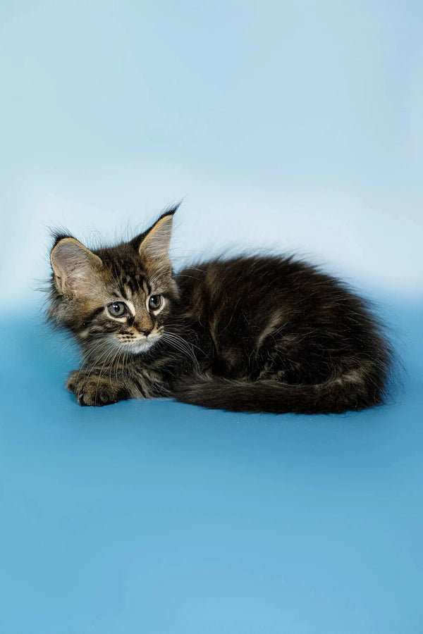 Fluffy Maine Coon kitten Oscar lying down with an alert expression