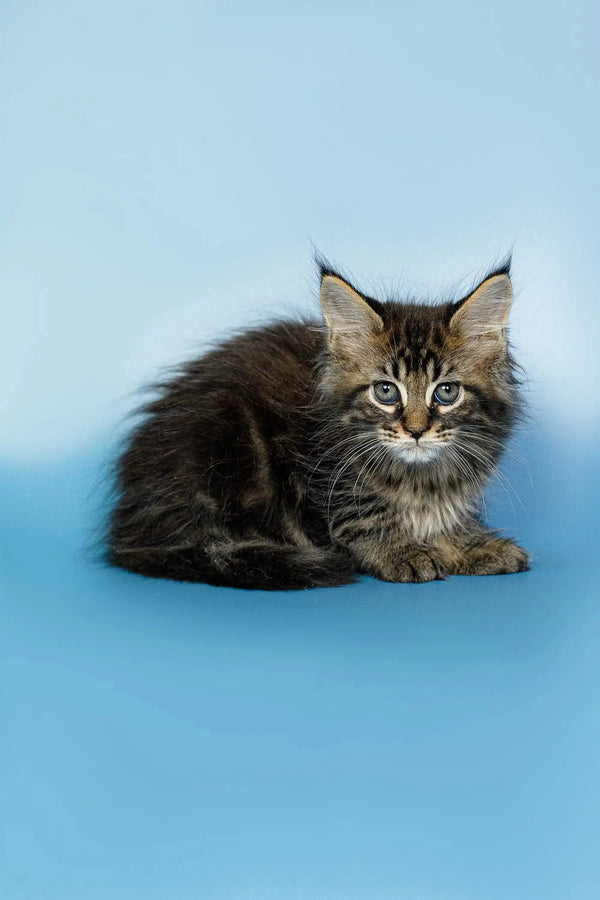 Fluffy Maine Coon kitten with long fur and alert green eyes, perfect for cuddles