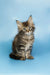 Fluffy Maine Coon kitten with alert eyes and perky ears ready for fun!