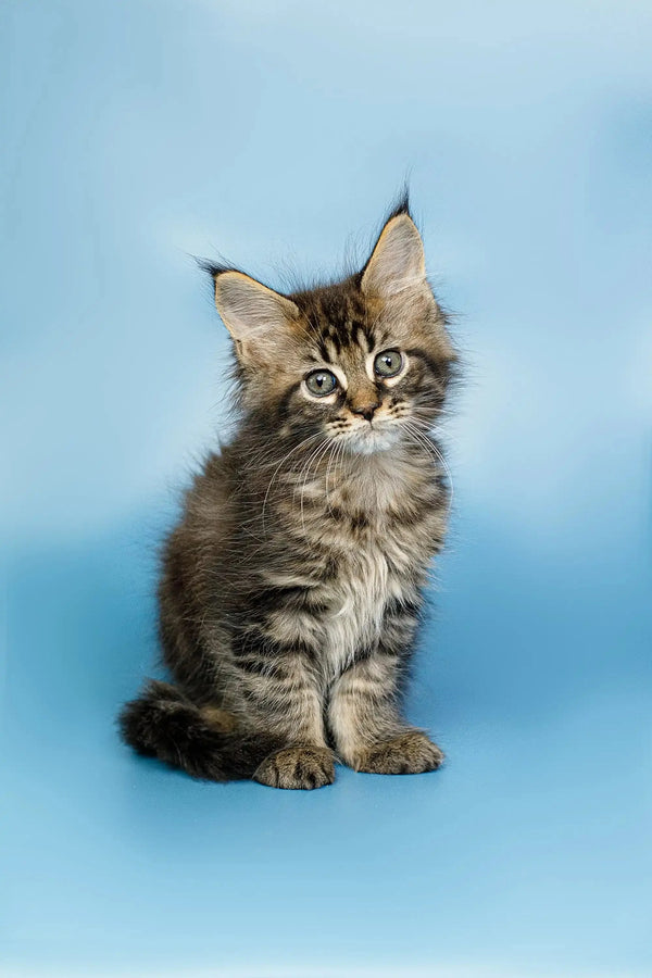 Fluffy Maine Coon kitten with alert eyes and perky ears ready for fun!
