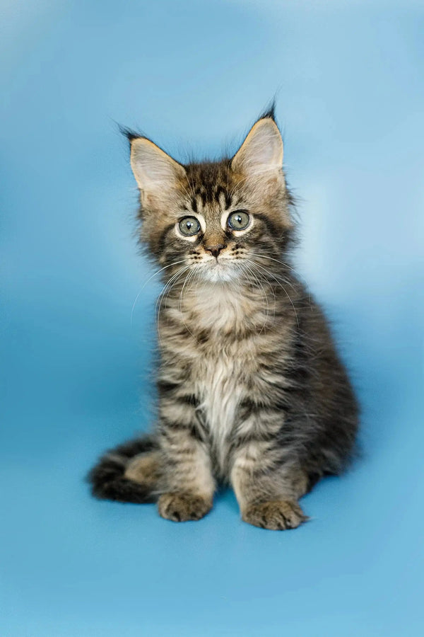 Fluffy Maine Coon kitten with pointed ears and alert expression