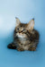 Fluffy Maine Coon kitten Oscar with big ears and wide eyes, super cute and playful
