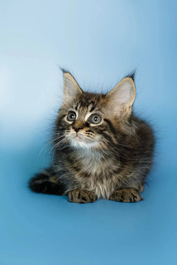 Fluffy Maine Coon kitten Oscar with big ears and wide eyes, super cute and playful