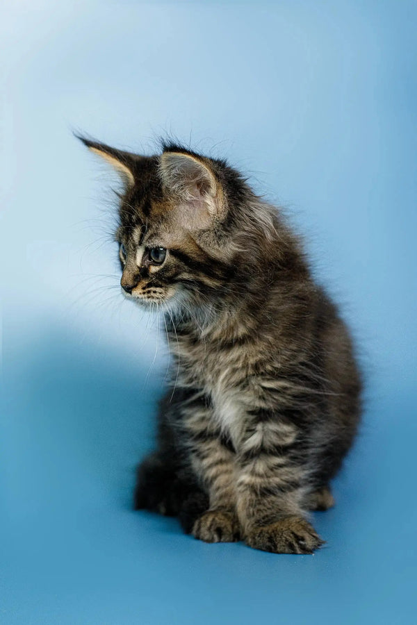 Fluffy gray tabby Maine Coon kitten Oscar sitting upright and ready for fun