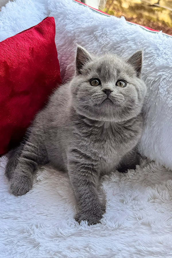 Oscar | scottish straight kitten