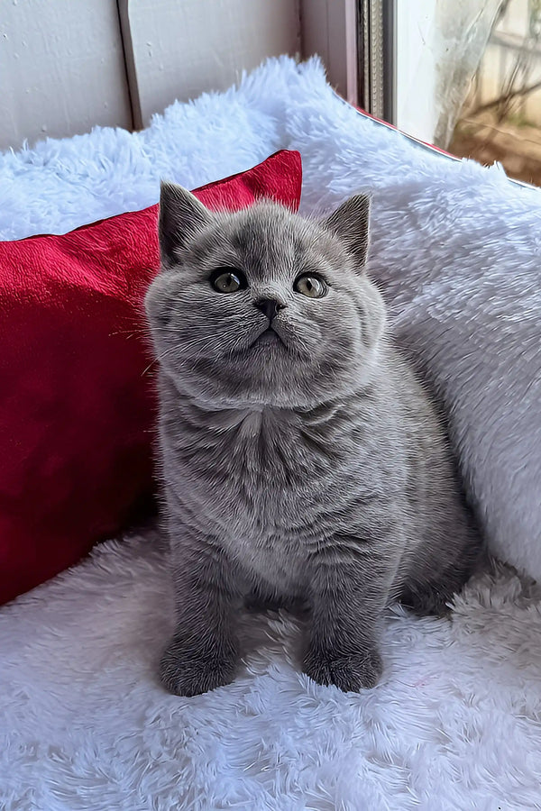 Oscar | scottish straight kitten