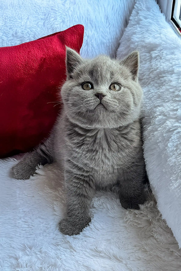 Oscar | scottish straight kitten