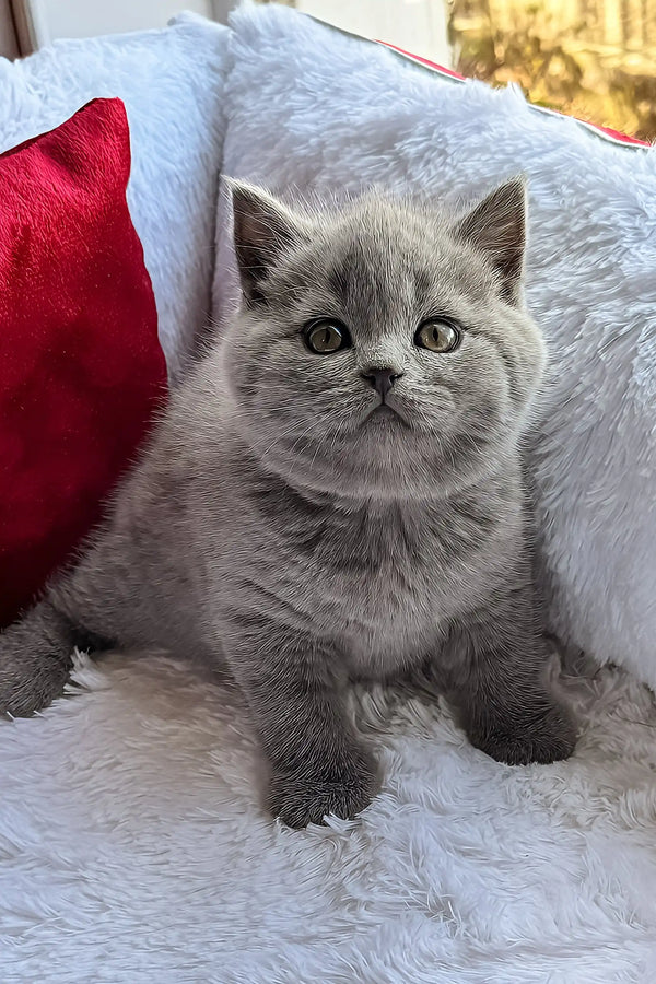 Oscar | scottish straight kitten