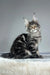 Regal Maine Coon kitten Osiris with striking silver and black tabby markings