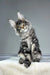 Fluffy Maine Coon kitten named Osiris with silver-gray tabby markings and alert ears