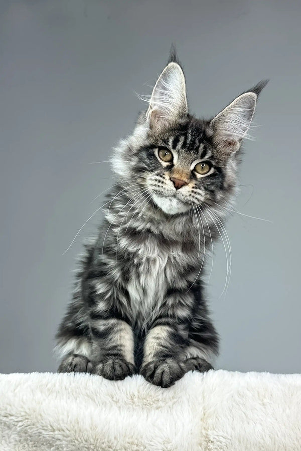 Majestic silver-gray tabby Maine Coon kitten Osiris with cute ear tufts