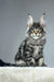 Majestic Maine Coon cat with silver-gray tabby fur and pointed ears for Osiris Kitten