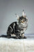 Majestic Maine Coon kitten Osiris with silver-gray tabby markings and fluffy fur