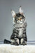 Majestic Maine Coon kitten Osiris with long silver-gray fur and tabby markings