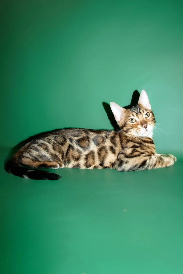 Oskar | bengal kitten