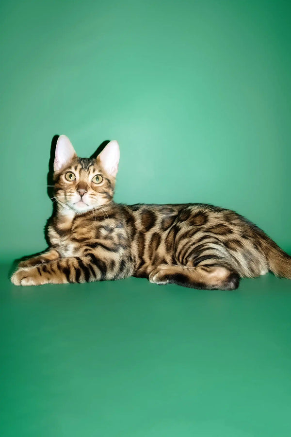 Oskar | bengal kitten